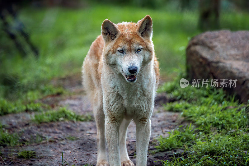 野狗(犬狼疮野狗)