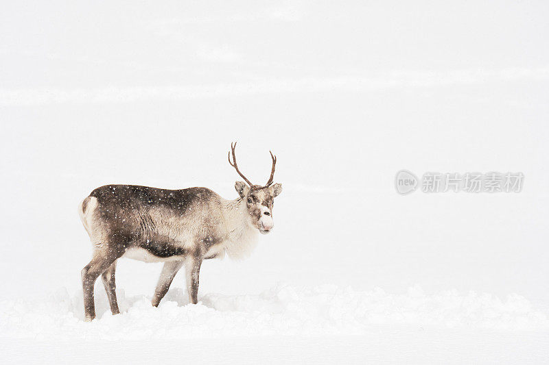 冬天，挪威北部的驯鹿在雪地里吃草