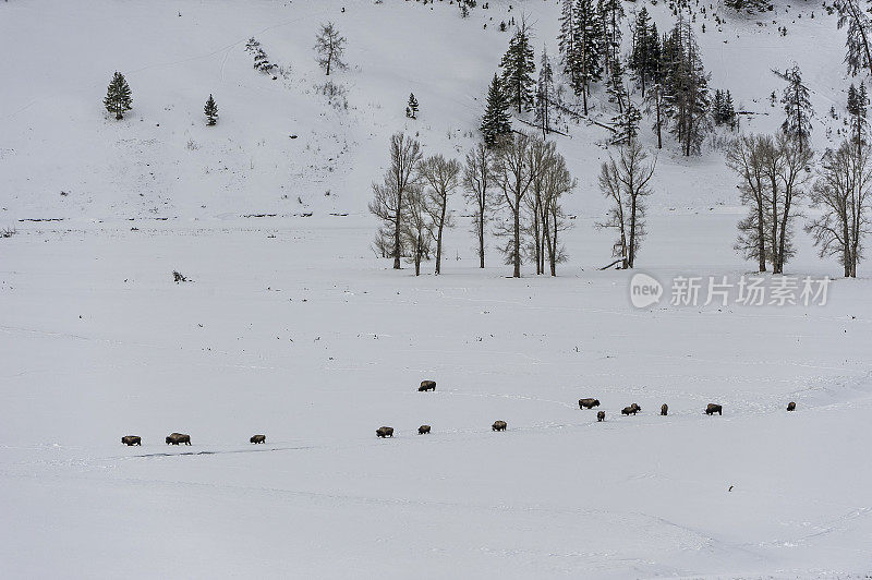 拉马尔山谷山覆盖着雪，黄石国家公园，WY