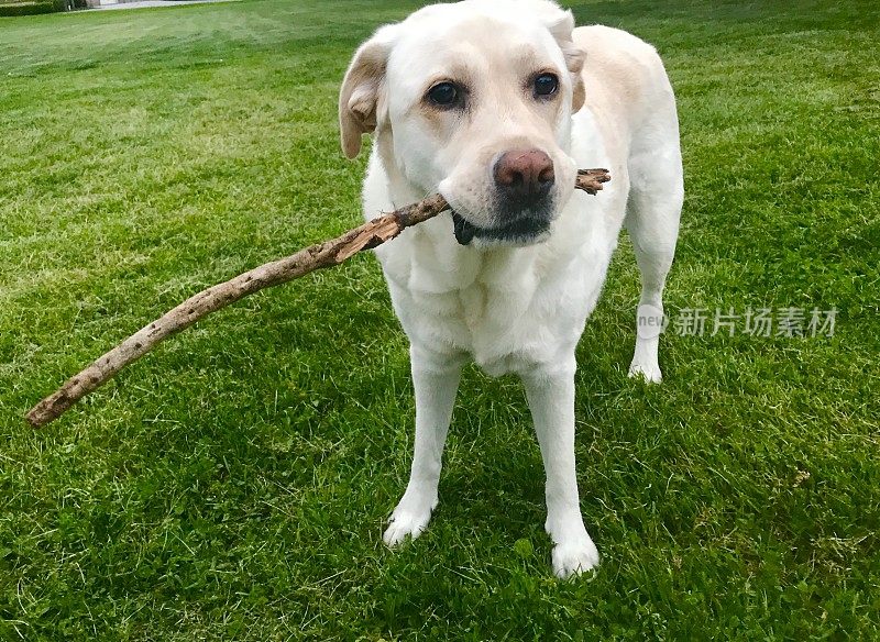 拿着棍子的拉布拉多寻回犬