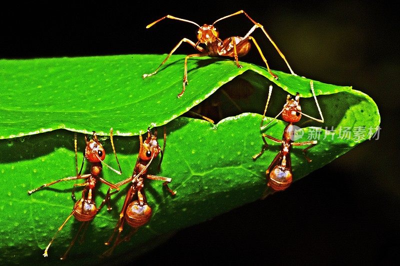 蚂蚁伸伸腿，咬树叶，筑窝。