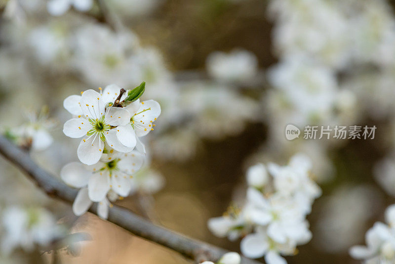 黑刺李花开白色的花