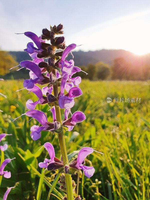 草甸圣人（萨尔维亚普拉滕西斯）