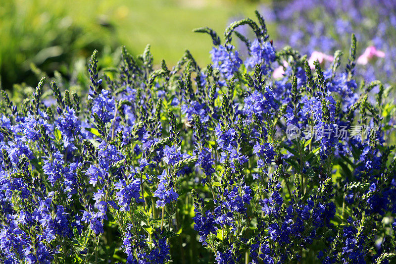 维罗妮卡teucrium