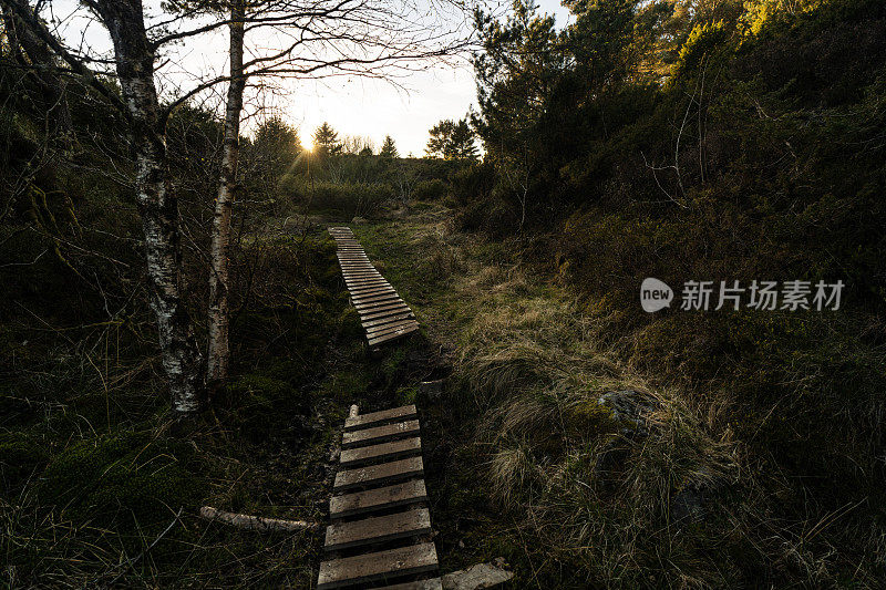 挪威的森林景观:沼泽水域上的通道