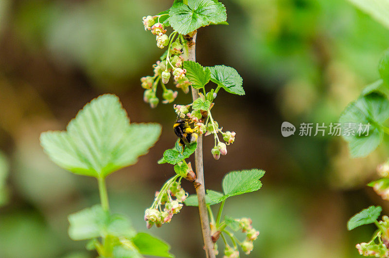 大黄蜂在红醋栗树