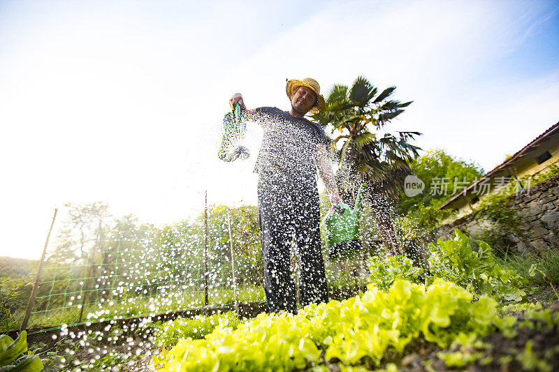 农民浇水菜园低角度视图