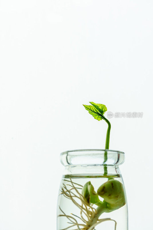 发芽的豆子。新鲜的味蕾。花瓶内的绿叶植物