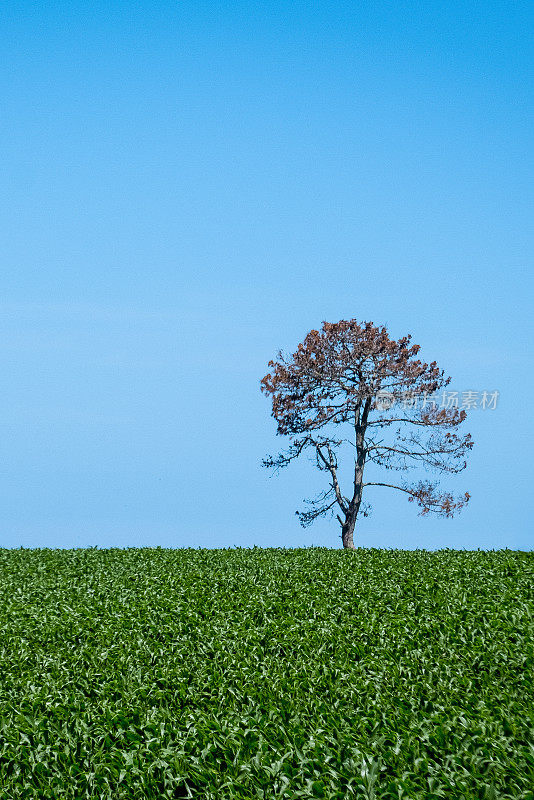 一棵孤立的树，映衬着一片蓝天