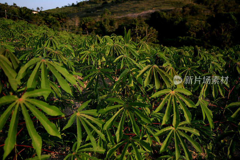 巴伊亚的木薯种植园