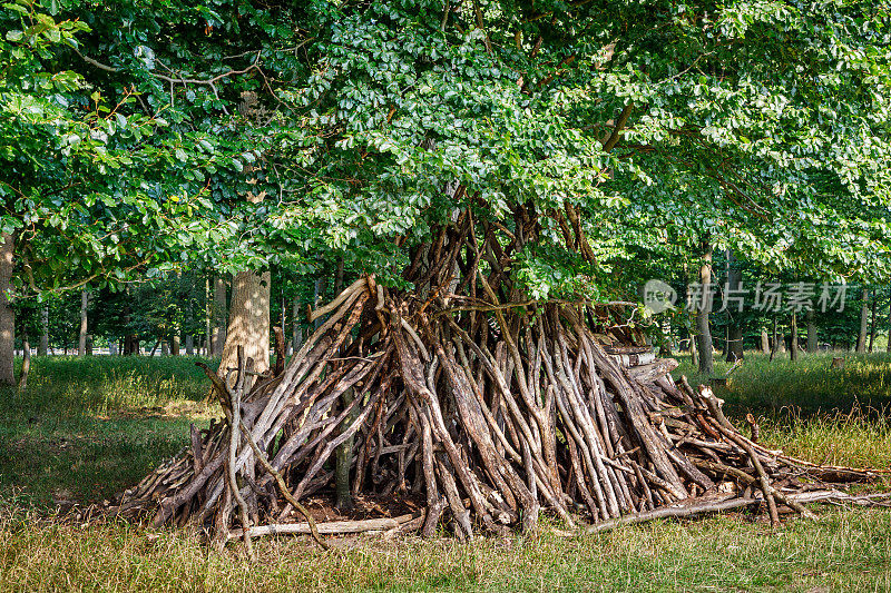 孩子们用倒下的树的树枝建造的小屋或棚屋