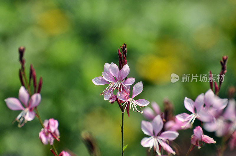 粉红色的小花在花园里盛开