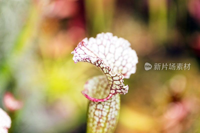 肉食性植物猪笼草，美丽的自然背景与复制空间