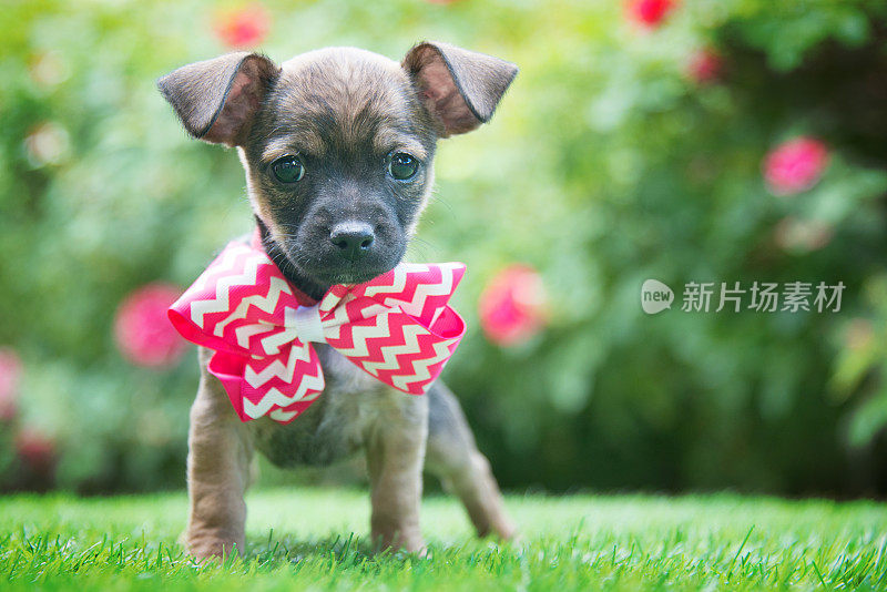 吉娃娃和小猎犬的混血小狗