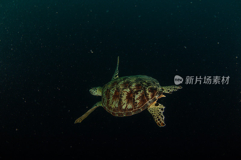 水下拍摄的绿海龟和玳瑁海龟