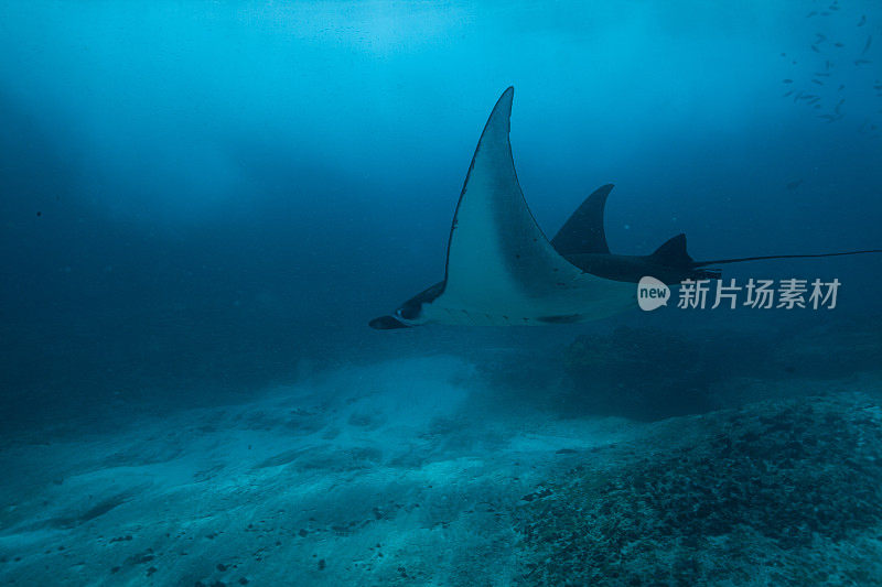 蝠鲼在水下漂浮