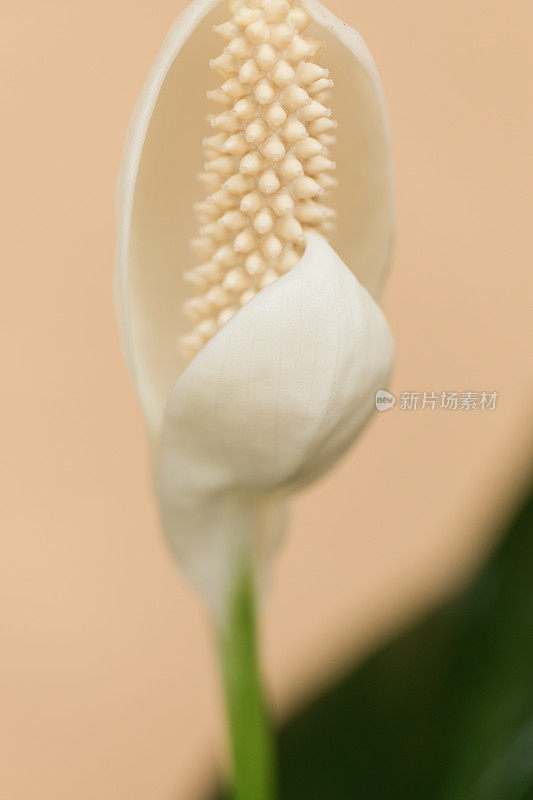 白色和平百合“Spathiphyllum”植物，有一个大的白色Spadix被一个罕见的双Spathe包围在明亮的自然光