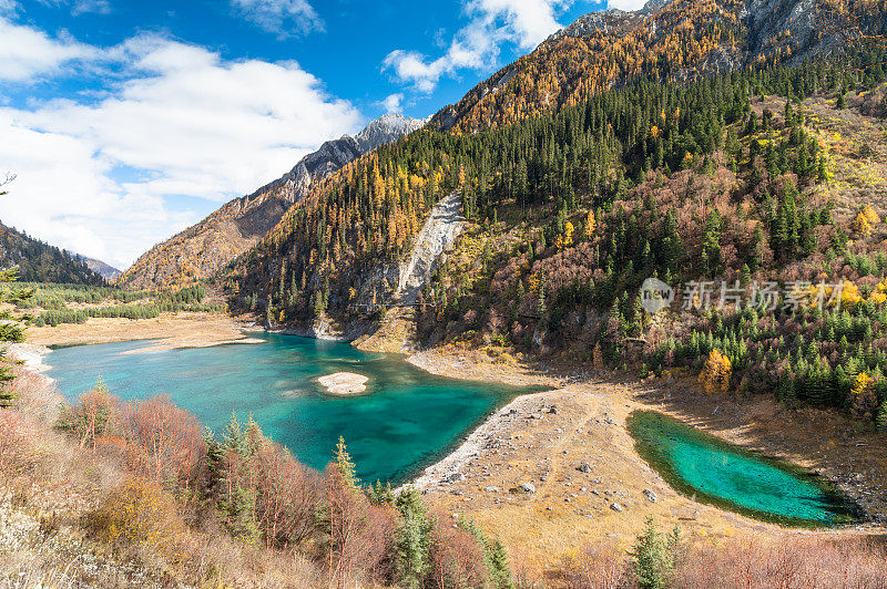 森林和树木景观纹理背景，色彩斑斓的自然景观风景亚丁，香格里拉，中国，西藏山区的秋天