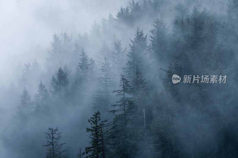 雾中的温哥华岛雨林