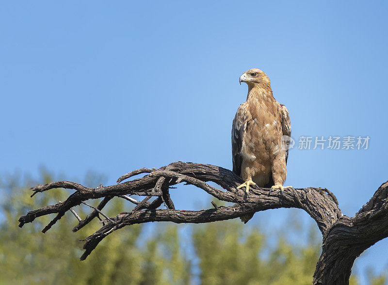 南非的鸟