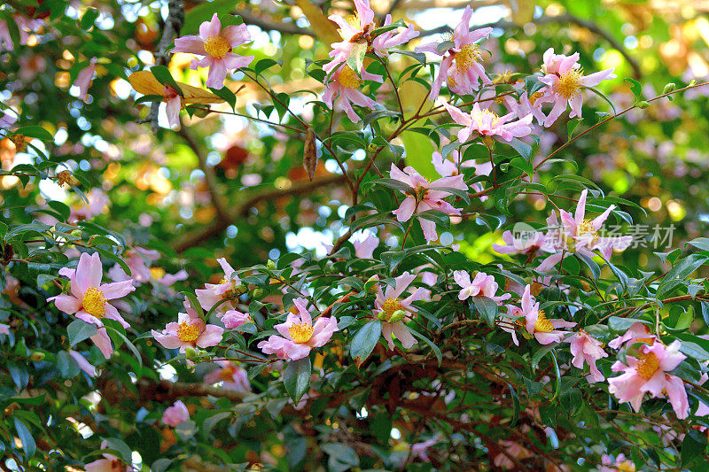 山茶花油茶花