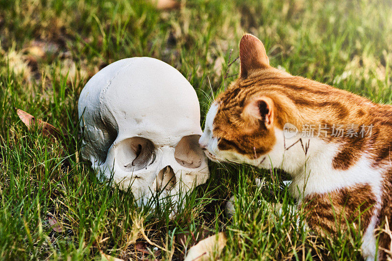 姜宠物猫在户外的草地上可怕地发现了一个人的头骨
