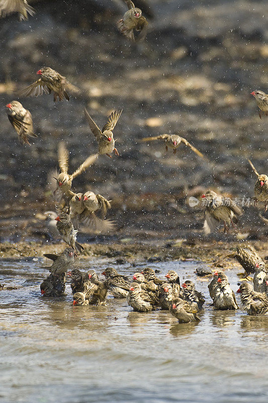 红嘴奎利亚，奎利亚奎利亚，丘比国家公园，博茨瓦纳，雀形目，龙虎科。飞到池塘里喝水。飞禽饮水，滴水相随。