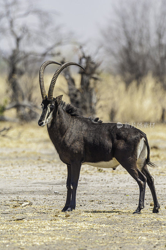 南部黑羚又称普通黑羚，黑羚，黑羚。丘比国家公园，博茨瓦纳，偶蹄目，牛科。少见男性。Hippotragus尼日尔尼日尔。