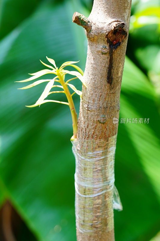 在花园里嫁接芒果树