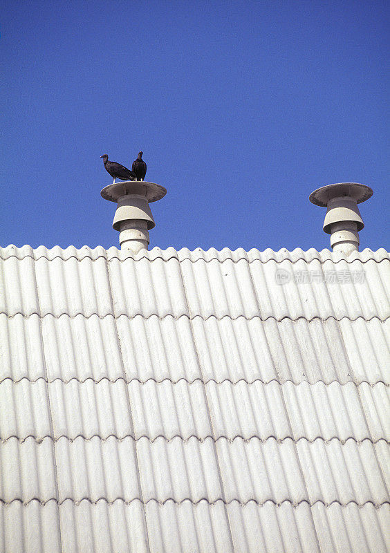 在蓝天的映衬下，秃鹰栖息在仓库的烟囱上