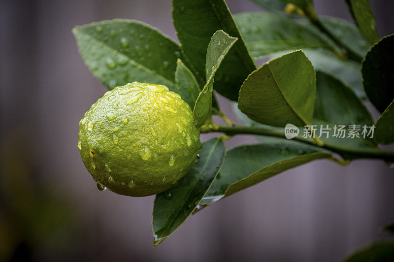 雨后树上的柠檬