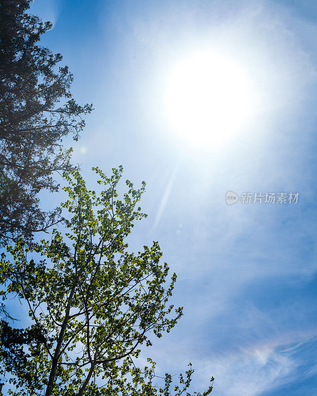 抬头看着一棵树与太阳和蓝色的天空在背景