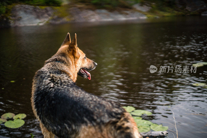 狗俯瞰湖的特写