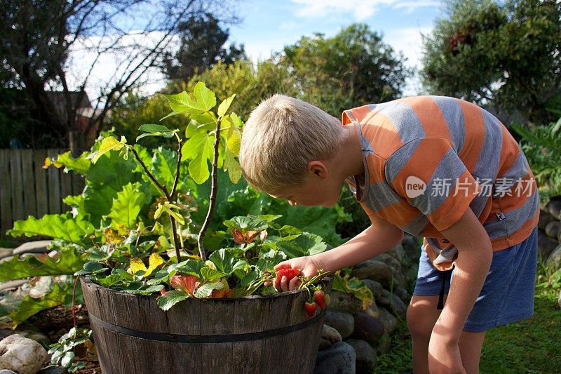 孩子正在检查他在花园里种植的草莓