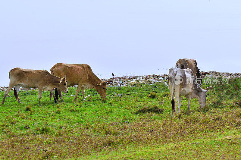 在retba湖的塞内加尔乳业牲畜