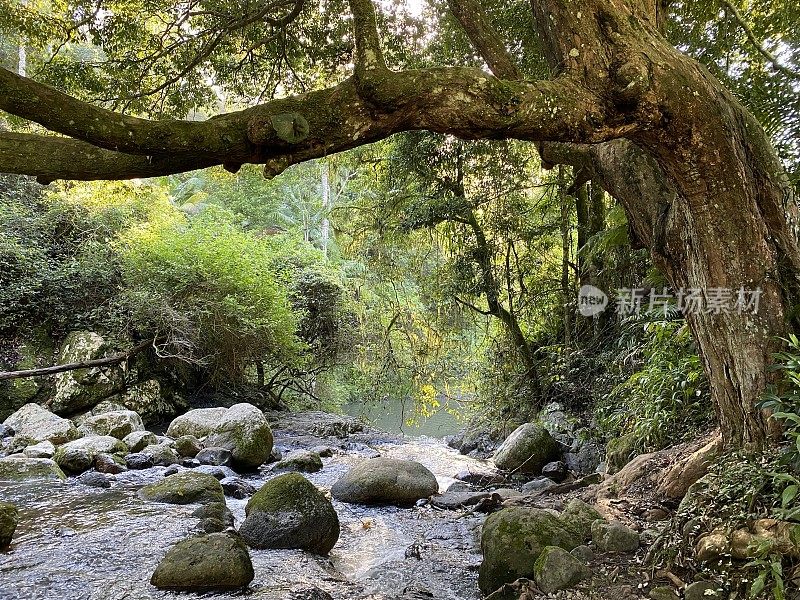 热带雨林溪-新南威尔士州北部海岸