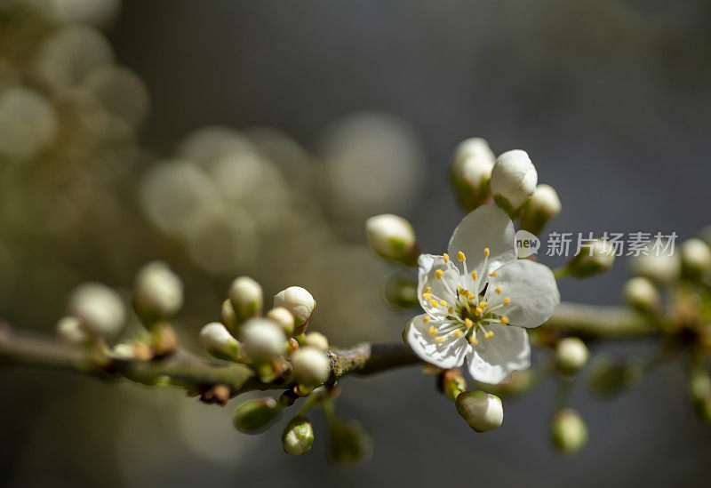 黑刺李在早春开花开花。