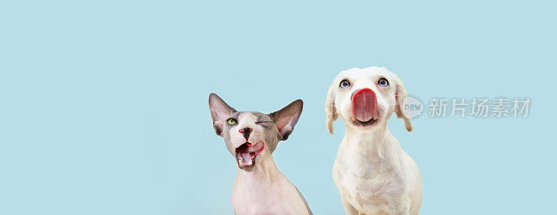 横幅两个饥饿的宠物，斯芬克斯猫和狗舔它的嘴唇。孤立在蓝色粉彩背景。