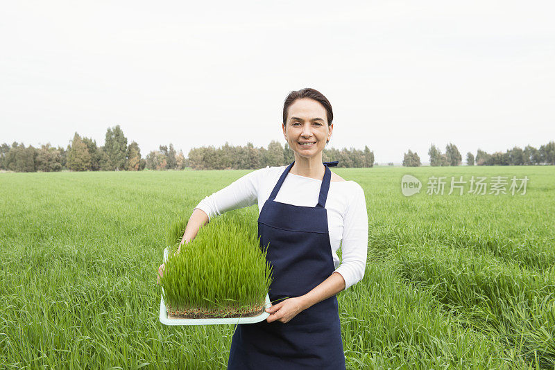 女人与麦草