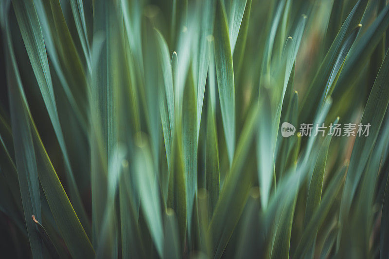 植物与花:水仙叶