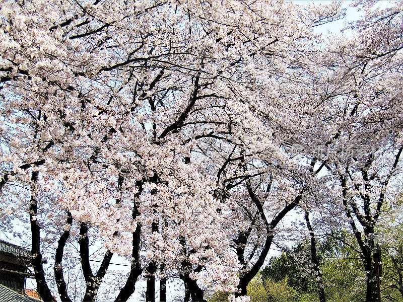 日本。3月底。樱花开花。