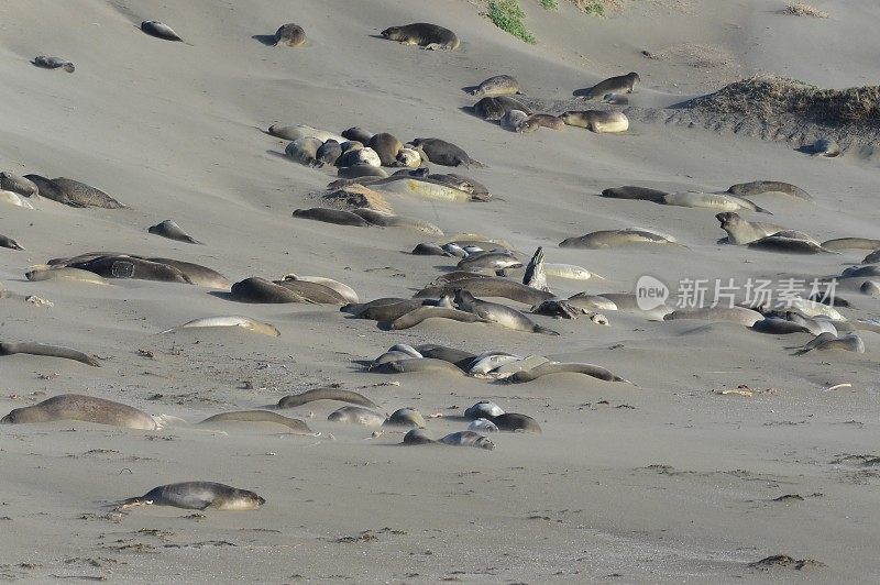 圣西蒙象海豹