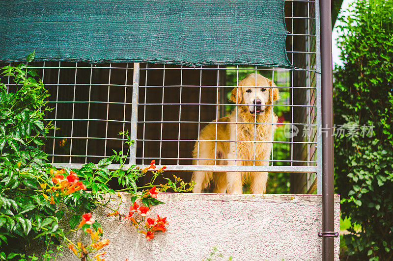 金毛猎犬从笼子里看