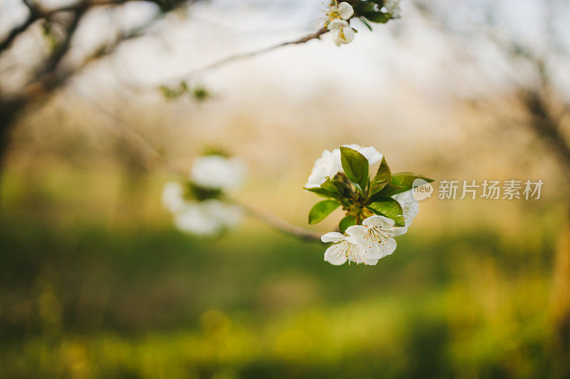 近距离的树上绽放着花朵