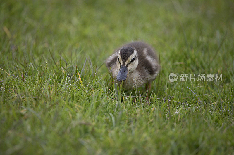 英国北约克郡春季进食的绿头鸭。