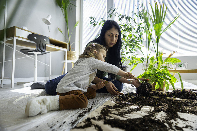 家庭园艺。妈妈和孩子重新盆栽室内植物。