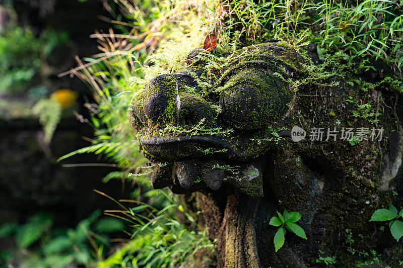 石雕龙头-巴厘岛神与苔藓生长在它上面，在森林空地。