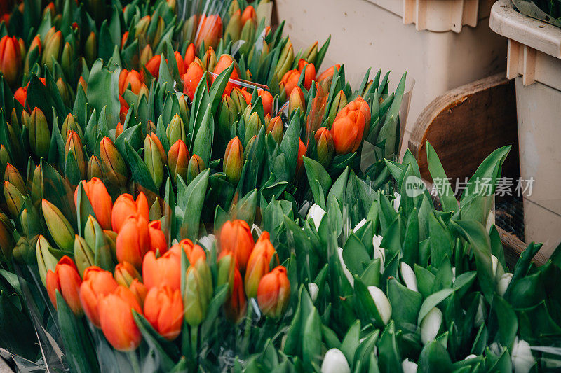 盛开的辉煌:充满活力的彩色郁金香在阿姆斯特丹花店外展出，捕捉春天的精髓