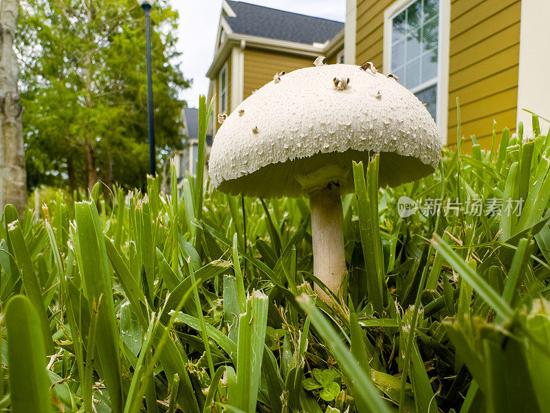 近距离观察绿草中的蘑菇