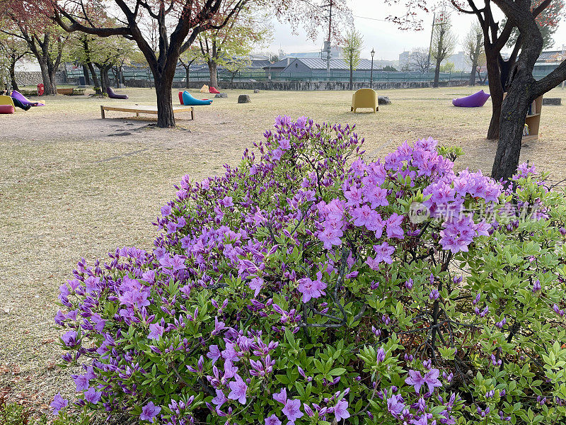 皇家杜鹃花盛开